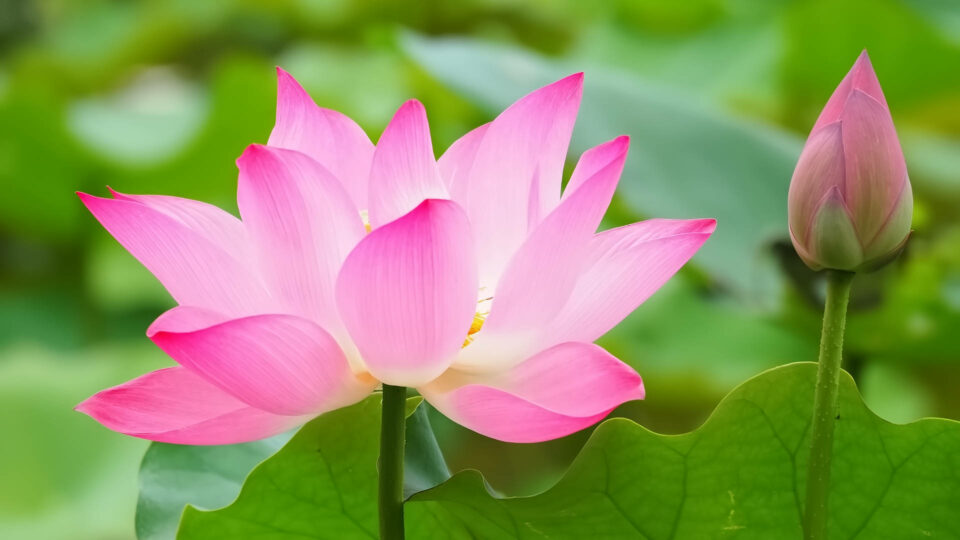 Bild Heile dein Herz Dupree Lotusblume